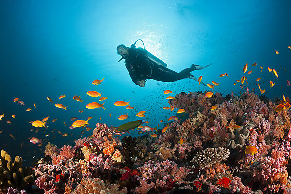 Scuba Diver and Coral Fishes