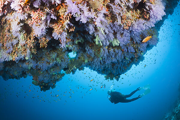 Scuba Diving on Coral Reef