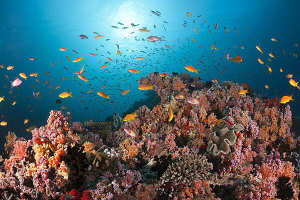 Anthias over Soft Corals
