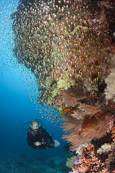 Scuba Diver and Sweepers