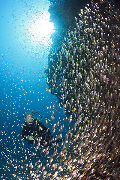Scuba Diver and Sweepers