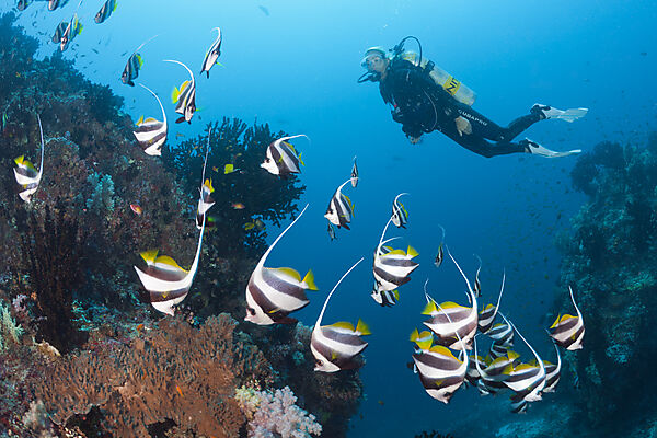Scuba Diver and Pennant Bannerfish