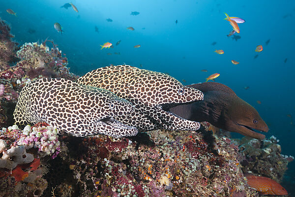 Pair of Honeycomb Moray