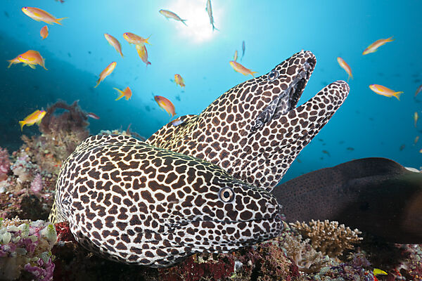 Pair of Honeycomb Moray