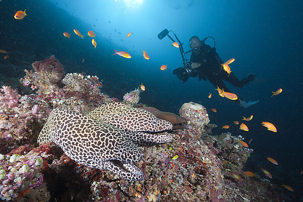 Pair of Honeycomb Moray