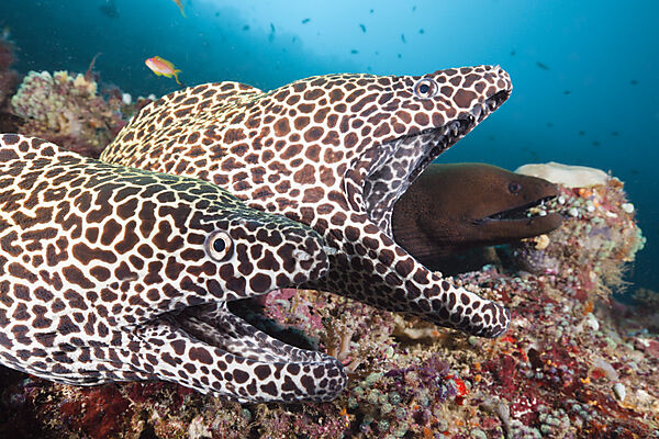 Pair of Honeycomb Moray