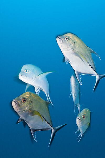 Shoal of Black Trevally