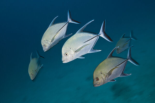 Shoal of Black Trevally on Maldive Victory Wreck