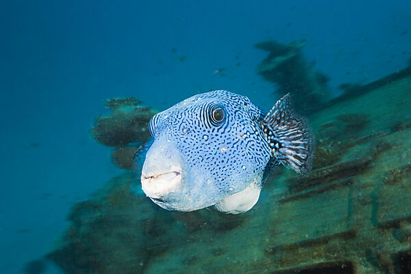 Starry Puffer over Maldive Victory Wreck