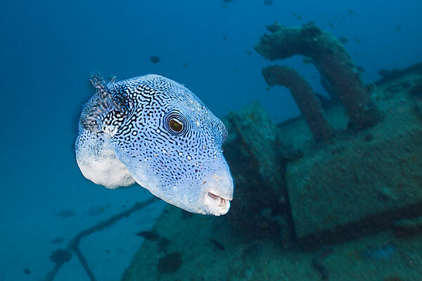 Scuba Diver at Maldive Victory Wreck