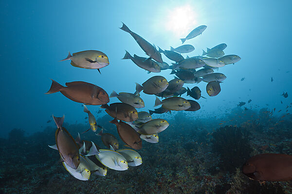 Shoal of Elongate Surgeonfish