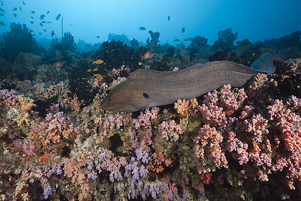Giant Moray over Coral Reef