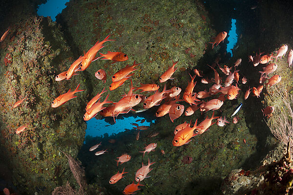 Soldatenfische am Riff