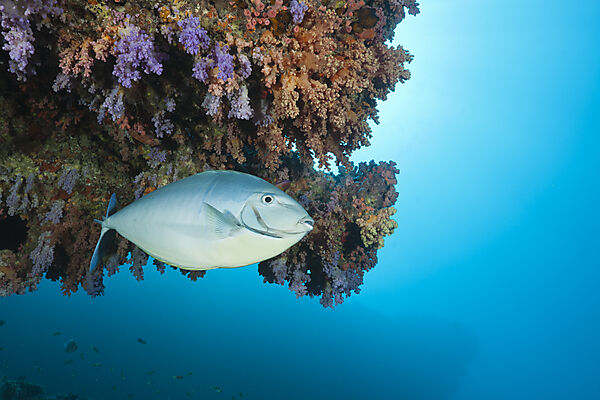 Sleek Unicornfish