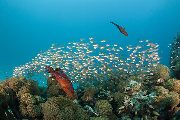 Shoal of Pygmy Sweepers and Coral Grouper