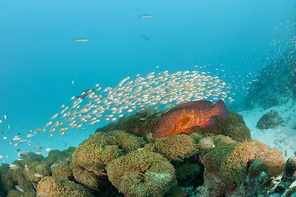 Shoal of Pygmy Sweepers and Coral Grouper