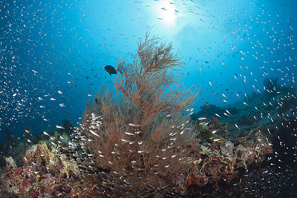 Coralfishes circle around Black Coral