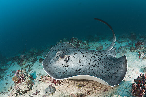 Black-spotted Stingray