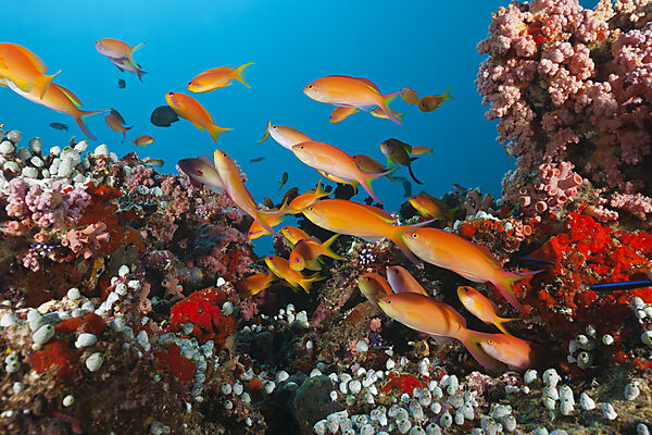 Shoal of Threadfin Anthias in Coral Reef