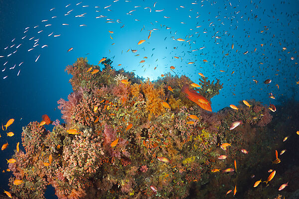 Coral Fishes over Soft Coral Reef