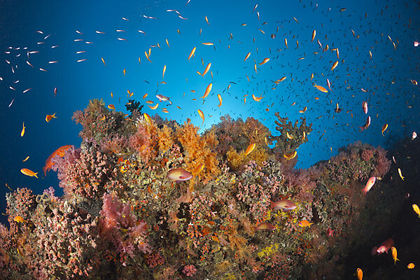 Coral Fishes over Soft Coral Reef