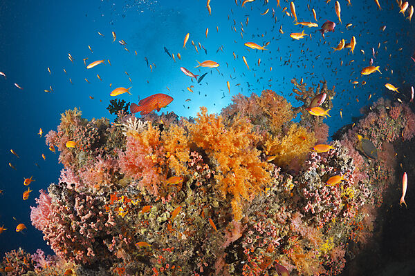 Coral Fishes over Soft Coral Reef