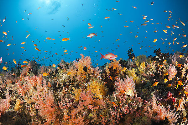 Coral Fishes over Soft Coral Reef