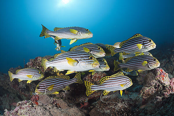 Shoal of Oriental Sweetlips