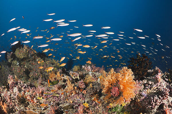 Coral Fishes over Soft Coral Reef