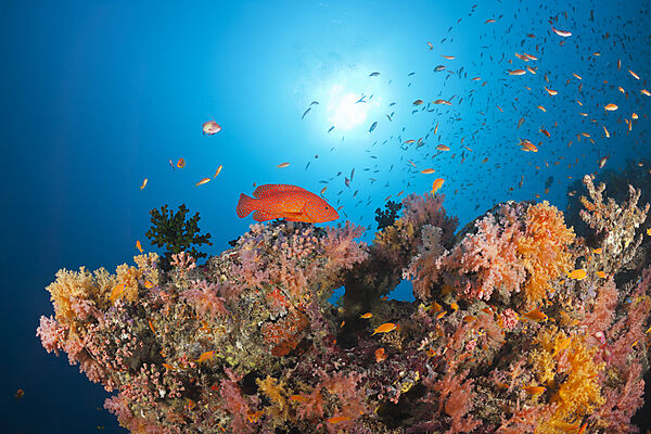 Coral Fishes over Soft Coral Reef