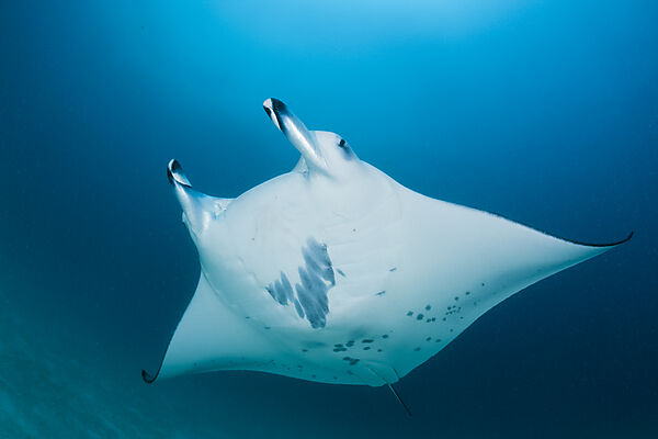 Manta
