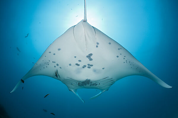 Manta