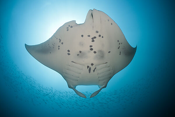 Manta