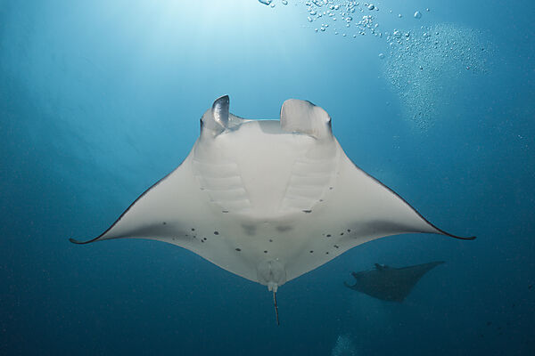 Manta