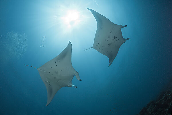 Two Manta