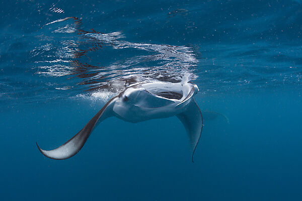 Manta