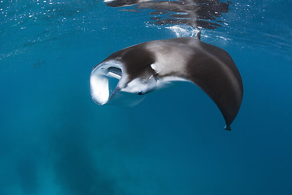 Manta