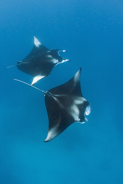 Two Manta