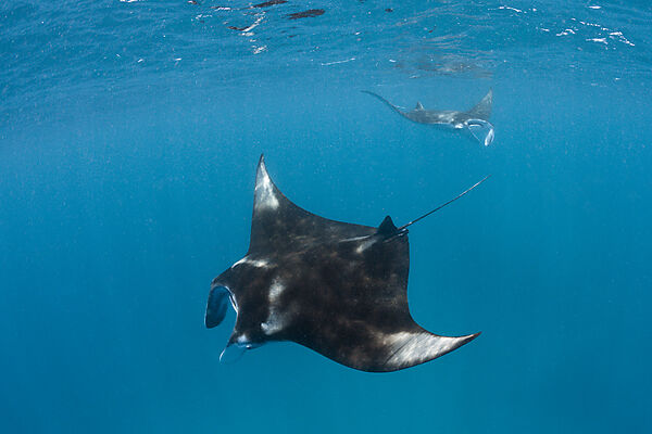 Manta