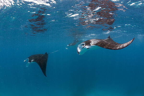Two Manta