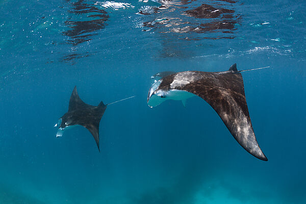 Two Manta