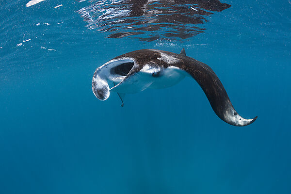 Manta