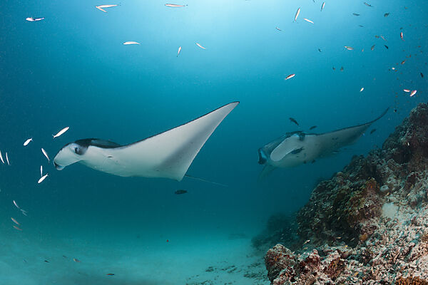 Two Manta