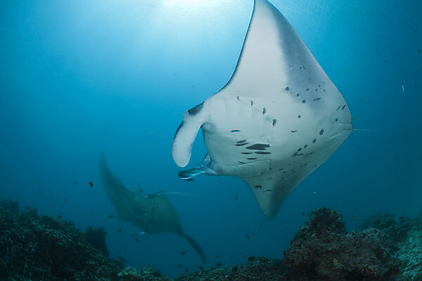 Two Manta