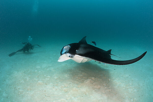 Manta and Underwaterphotographer
