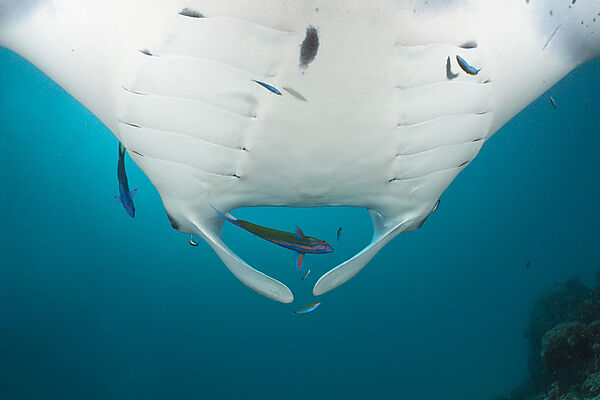 Manta over Cleaning Station