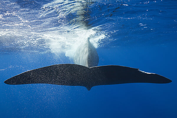 Pottwal Fluke