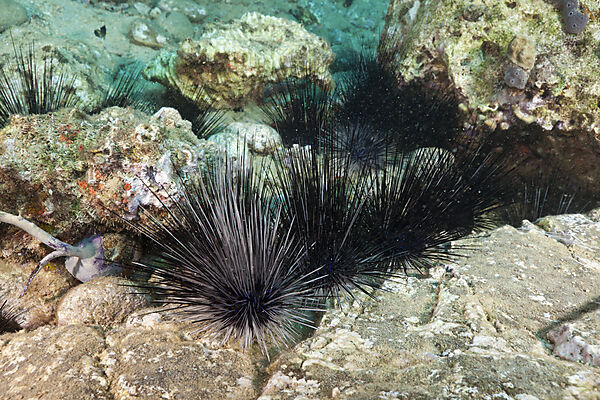 Longspined Sea Urchins between Rocks
