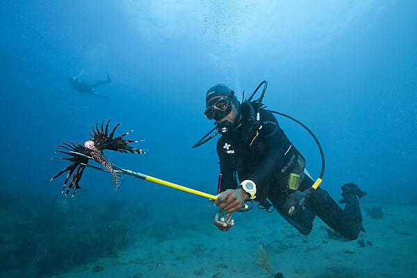 Invasive Lionfish speared by Diver