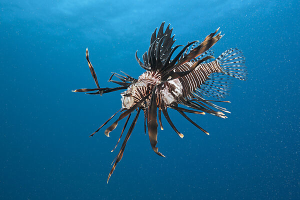 Invasive Lionfish speared by Diver